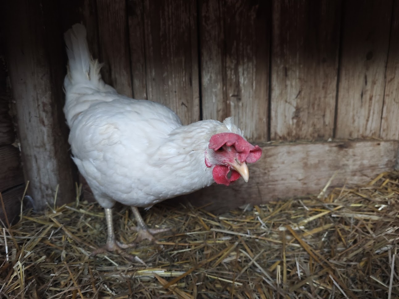 Sněhurka z farmy Kapsa Sněhurka z farmy Kapsa