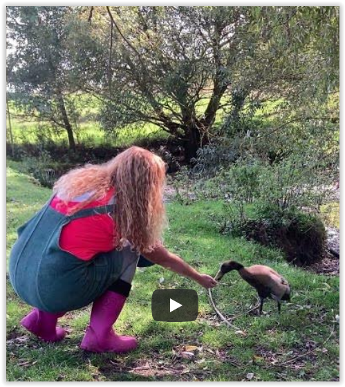 kačer Šmudla farma Kapsa