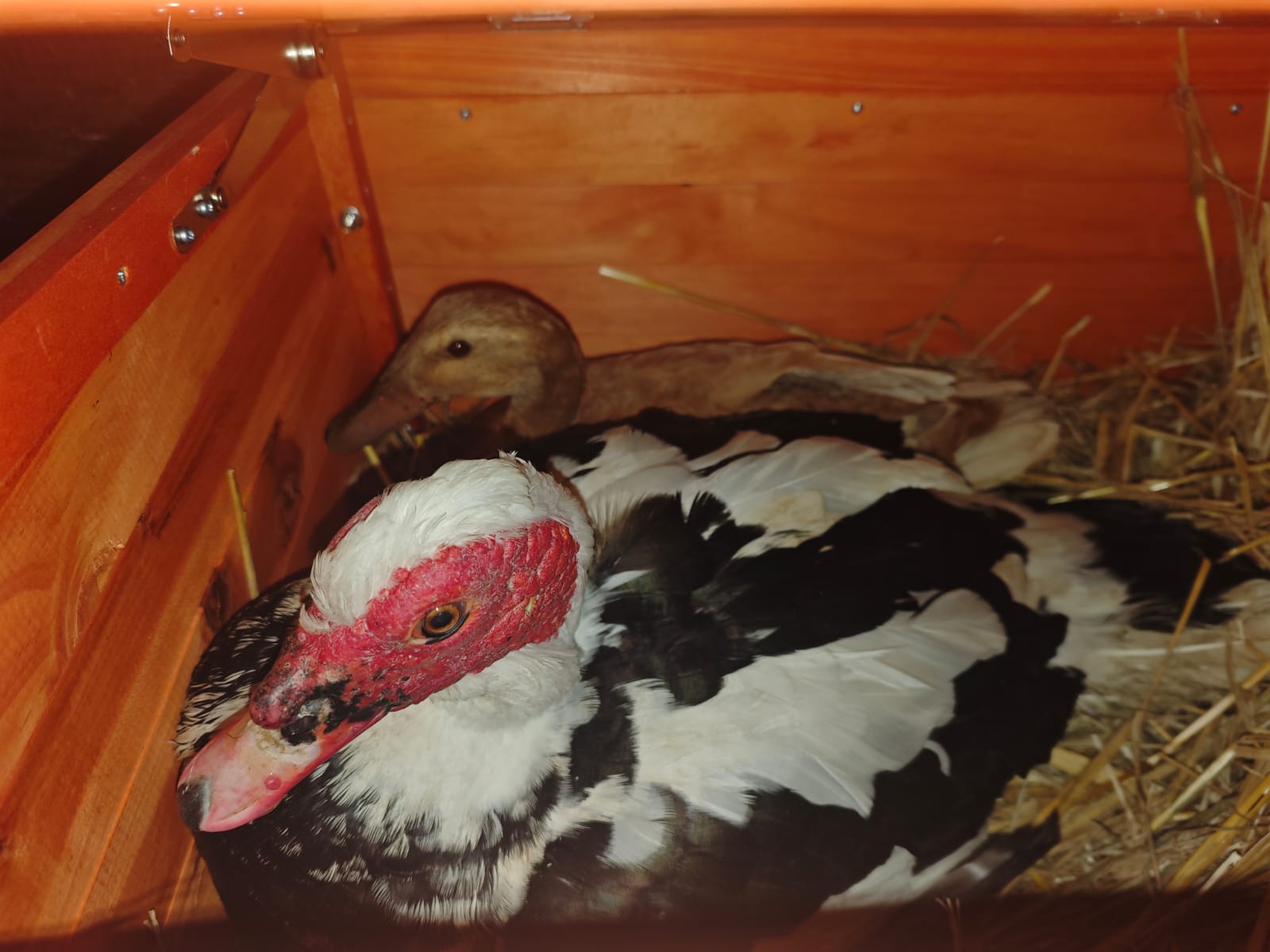 Toníček a Ťapina z farmy Kapsa