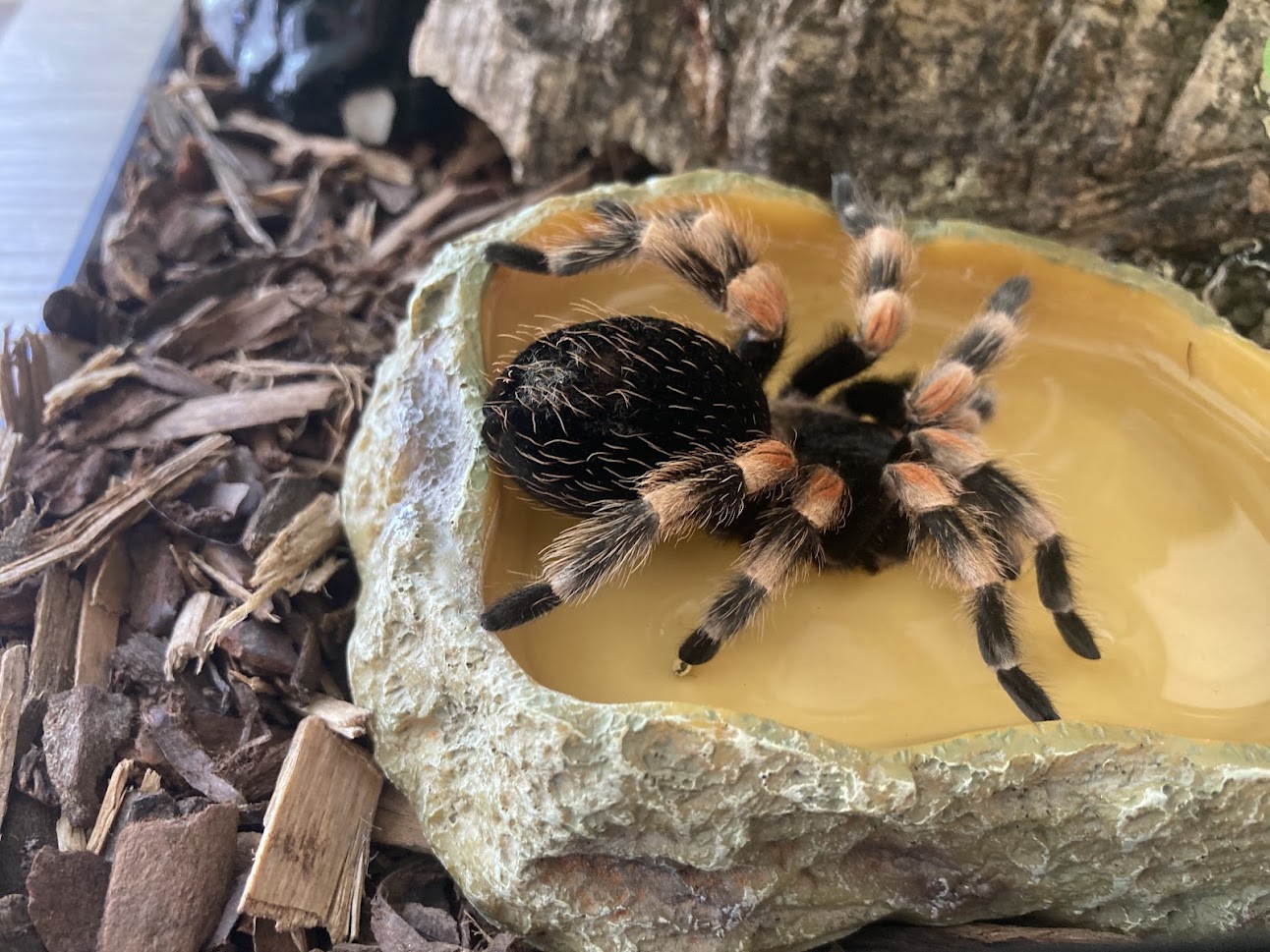 Brachypelma hamorii 