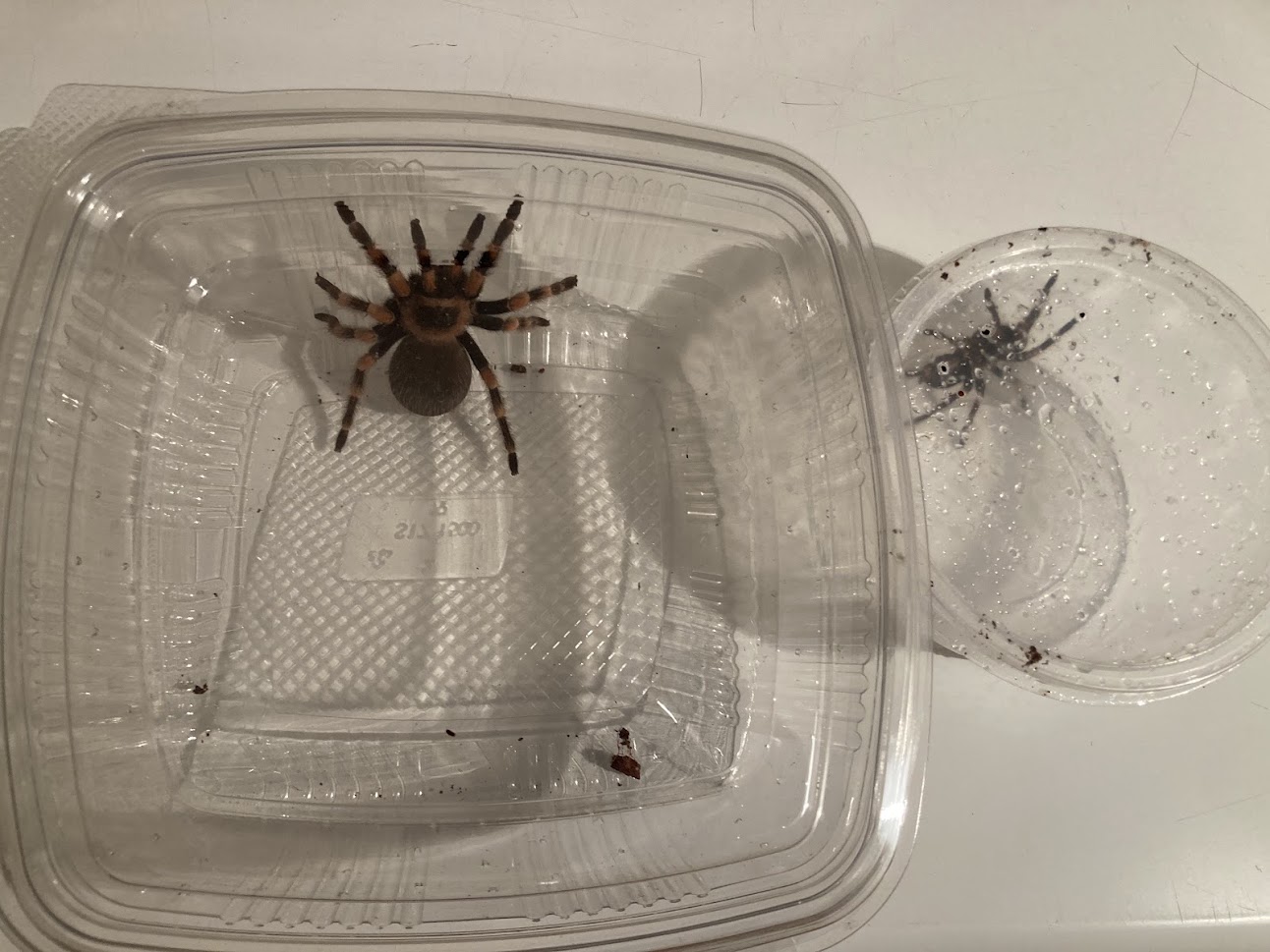 Brachypelma hamorii – mexický sklípkan rudokolenní
