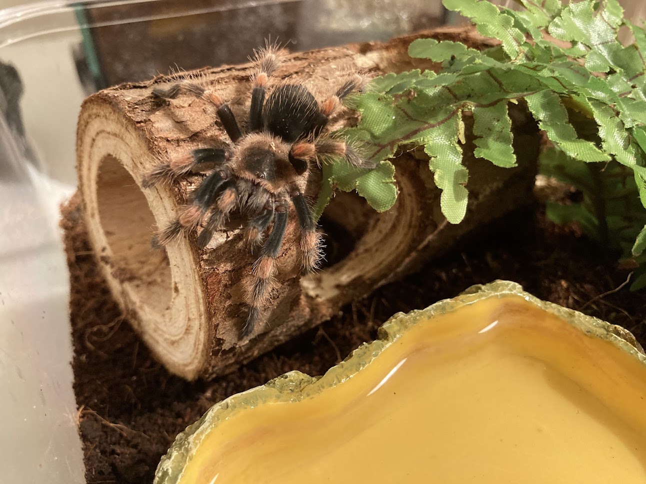 Brachypelma hamorii 