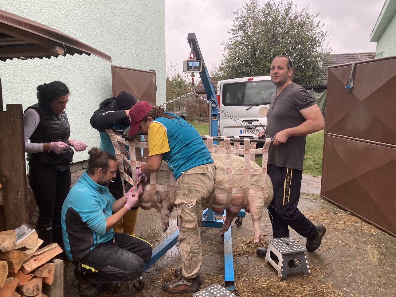 očkování a odčervení prasátek farma Kapsa očkování a odčervení prasátek farma Kapsa