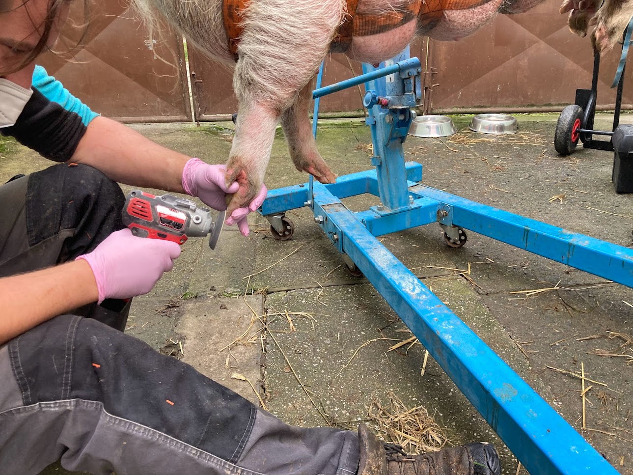 úprava spárků prasátek farma Kapsa úprava spárků prasátek farma Kapsa