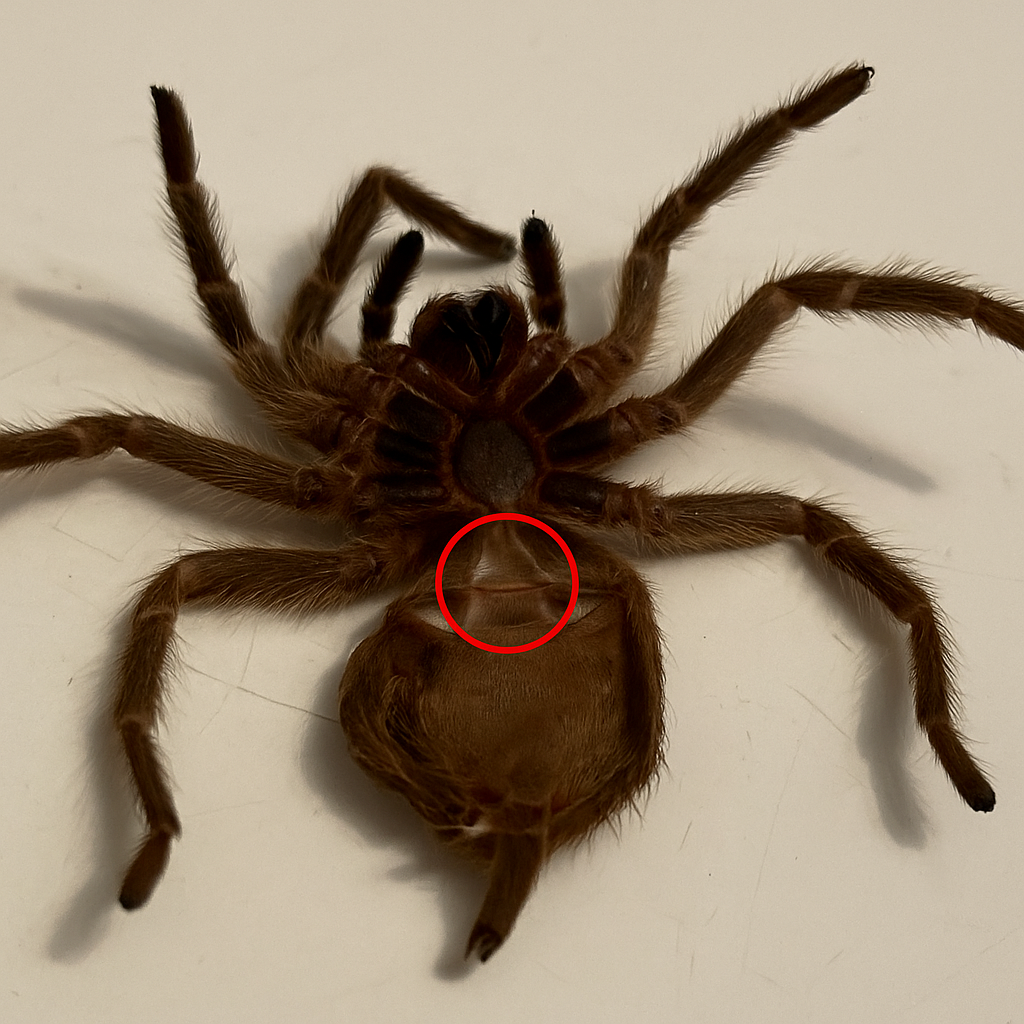 Brachypelma hamorii – mexický sklípkan rudokolenní