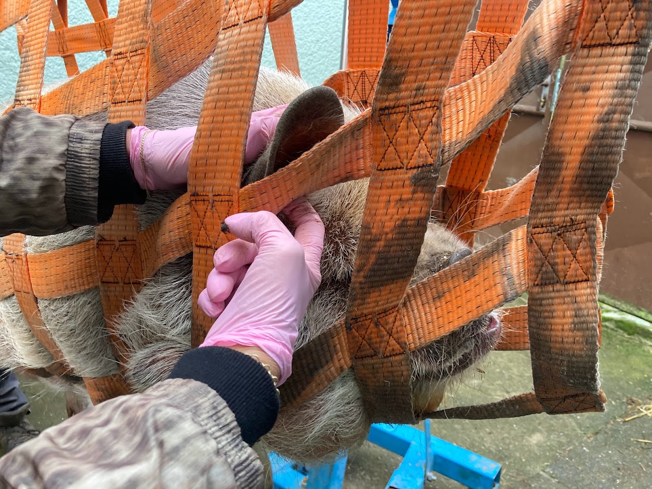 čištění očí a uší prasátek farma Kapsa čištění očí a uší prasátek farma Kapsa