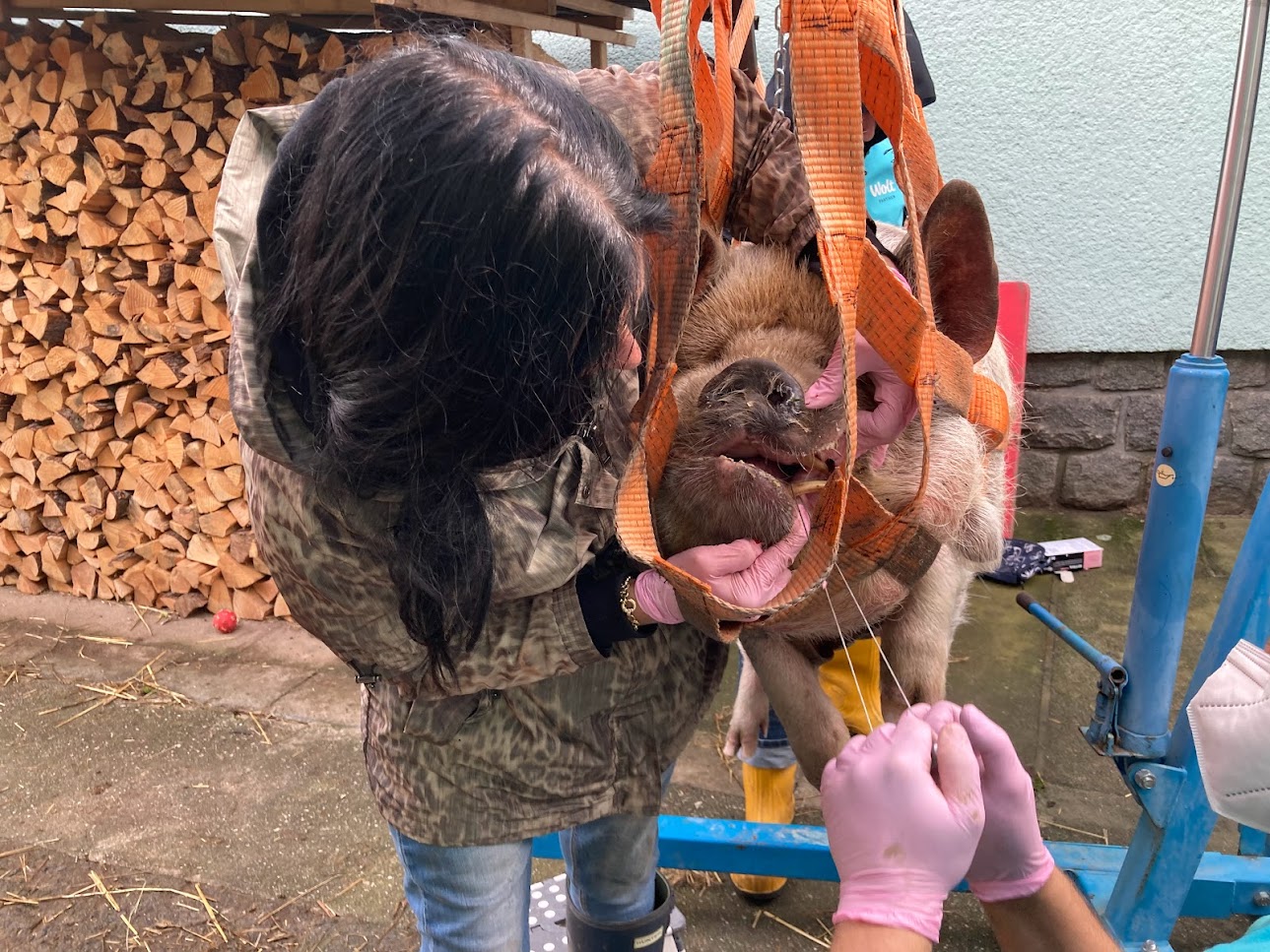 zkracování zubů prasátek farma Kapsa zkracování zubů prasátek farma Kapsa