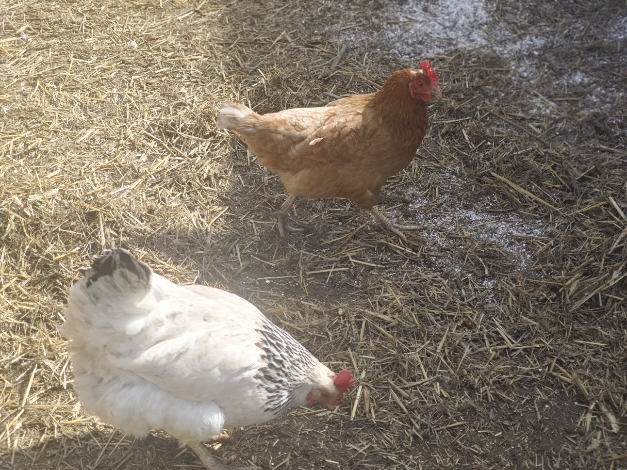 slepička Arabela farma Kapsa