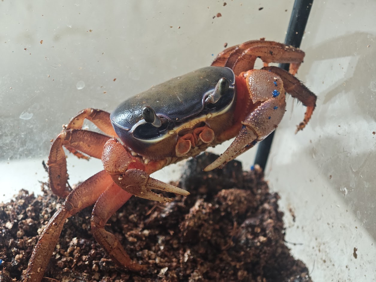 Pan Krabs z farmy Kapsa
