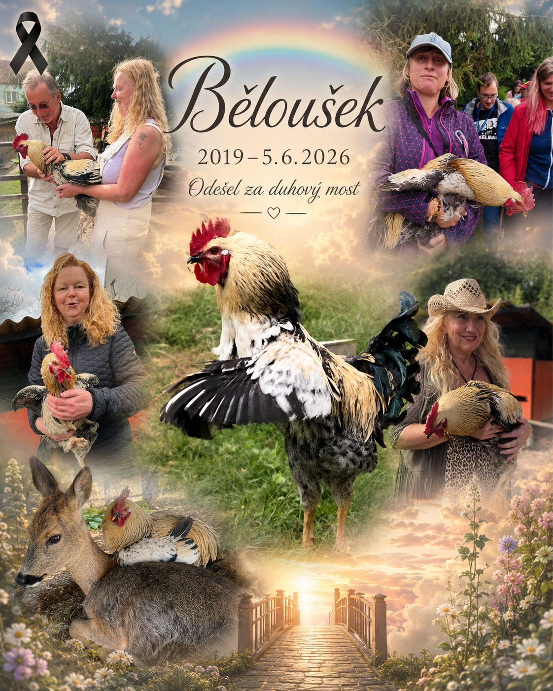 nekrolog kohout Běloušek z farmy Kapsa nekrolog kohout Běloušek z farmy Kapsa
