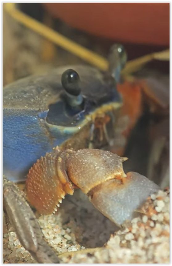 Pan Krabs z farmy Kapsa