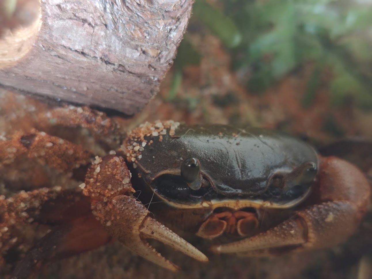 Pan Krabs z farmy Kapsa