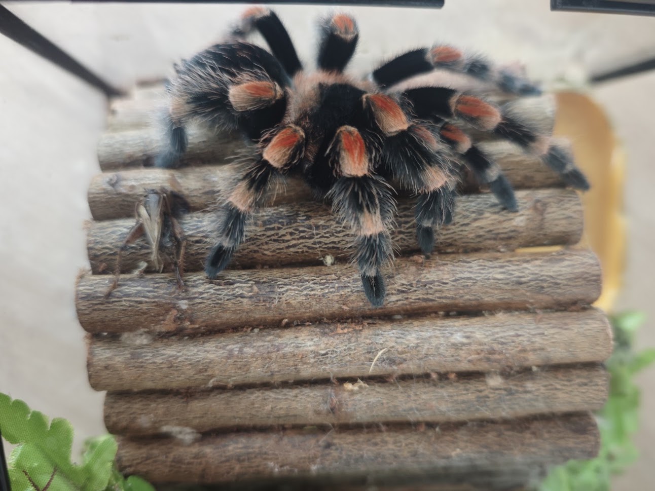 sklípkan Danda z farmy Kapsa