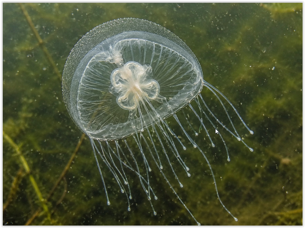 meduzky meduzky