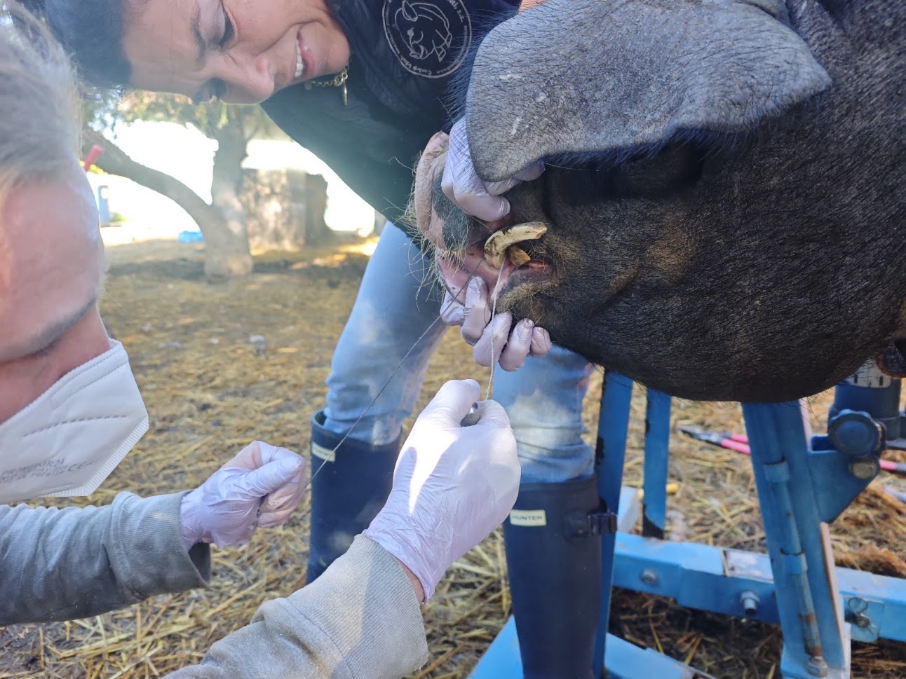 Vilík u zubaře na farmě Kaps Vilík u zubaře na farmě Kapsa