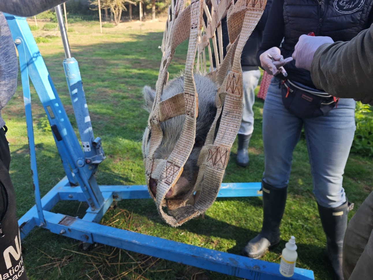 Sumča na farmě Kapsa Sumča na farmě Kapsa