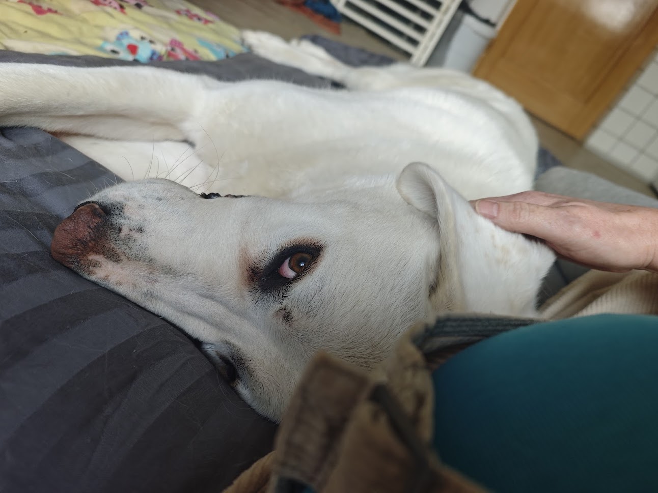 pes Theo strážce farmy Kapsa