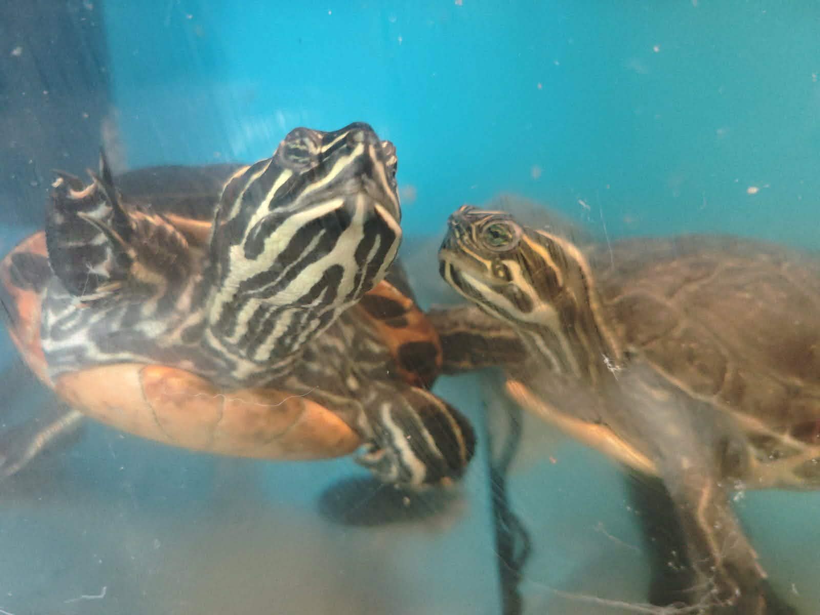 vodní želva