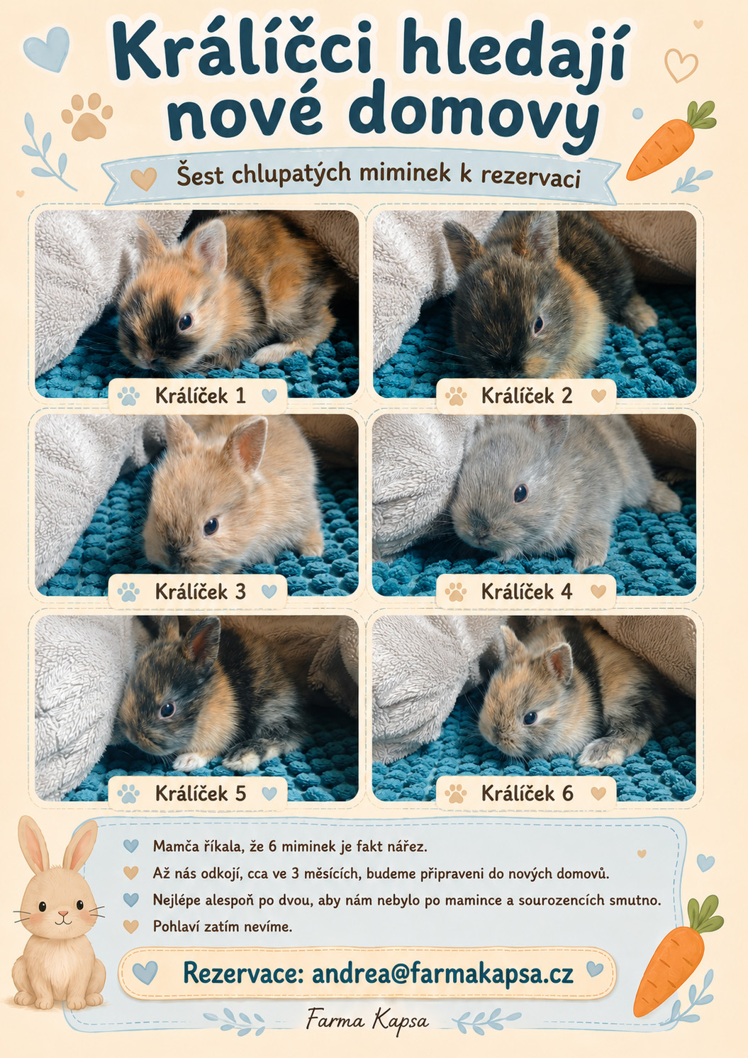 králíčci k adopci z farmy Kapsa