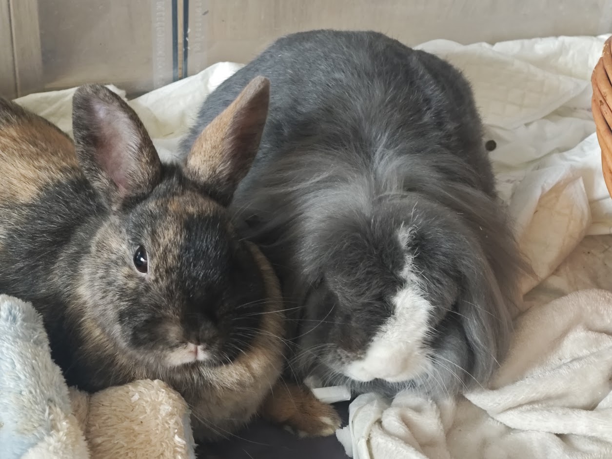 králinda Ňufinka z farmy Kapsa králinda Ňufinka z farmy Kapsa
