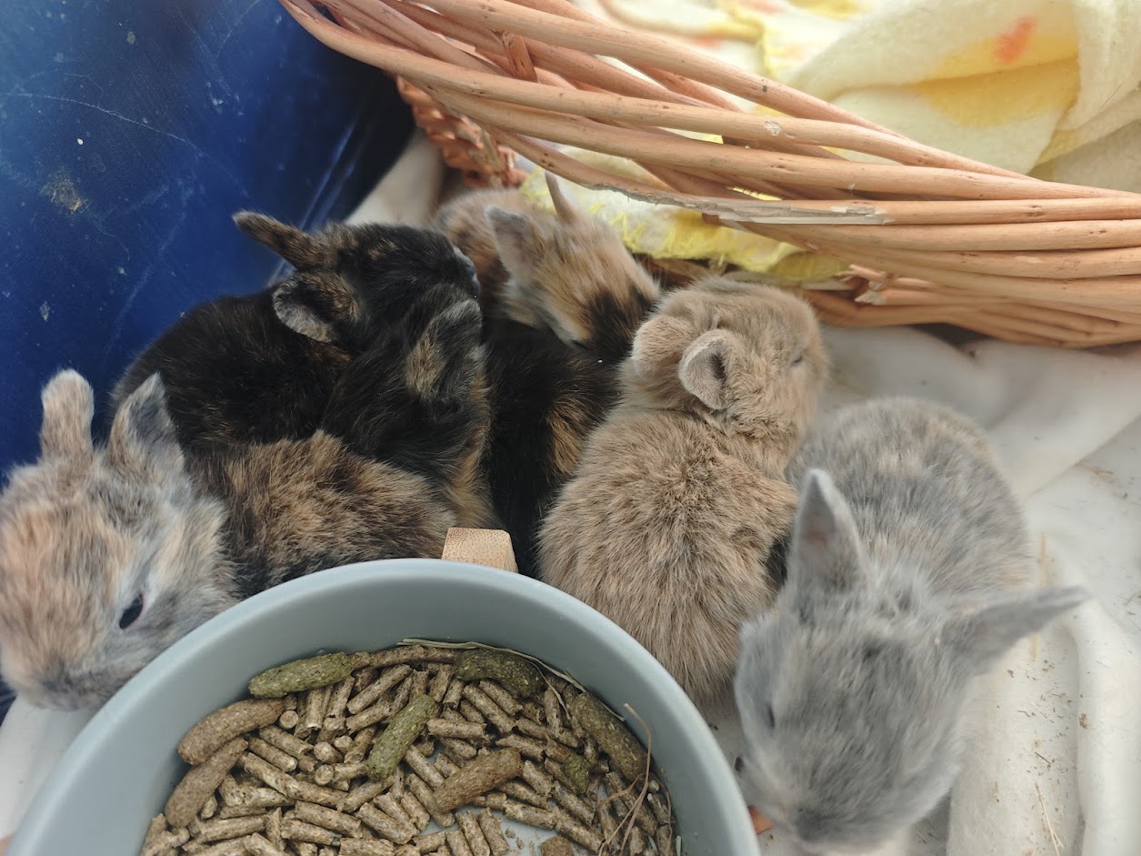 králinda Ňufinka z farmy Kapsa králinda Ňufinka z farmy Kapsa