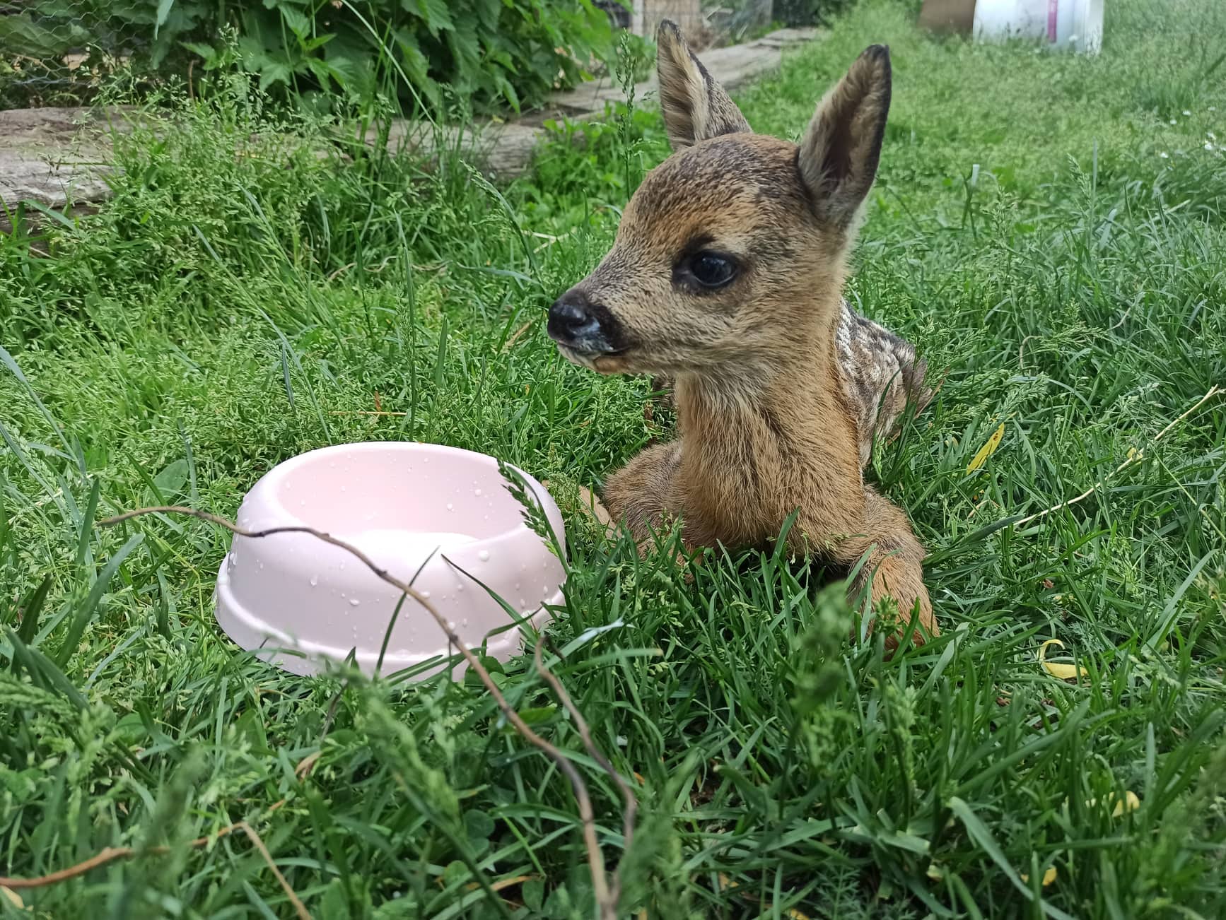 srnečka Pipi hvězdička farmy Kapsa srnečka Pipi hvězdička farmy Kapsa