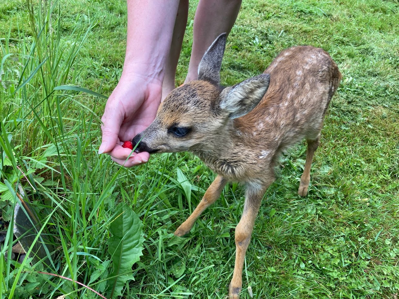 srnečka Pipi hvězdička farmy Kapsa srnečka Pipi hvězdička farmy Kapsa