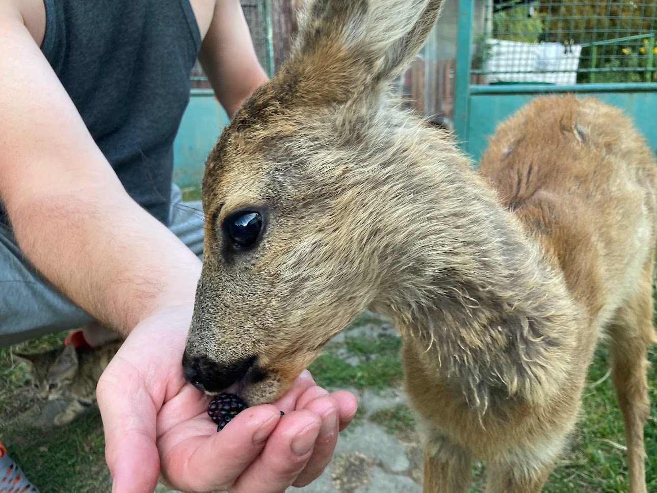 srnečka Pipi hvězdička farmy Kapsa srnečka Pipi hvězdička farmy Kapsa