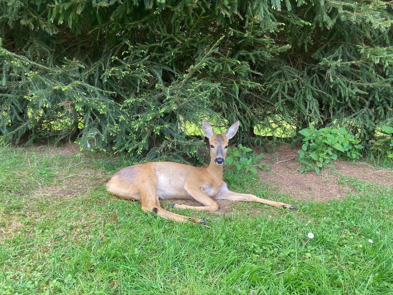srnečka Pipi hvězdička farmy Kapsa srnečka Pipi hvězdička farmy Kapsa