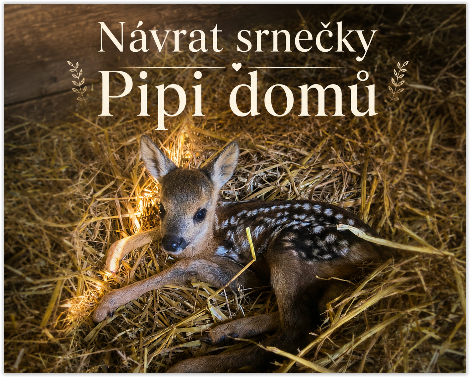 srnečka Pipi hvězdička farmy Kapsa srnečka Pipi hvězdička farmy Kapsa