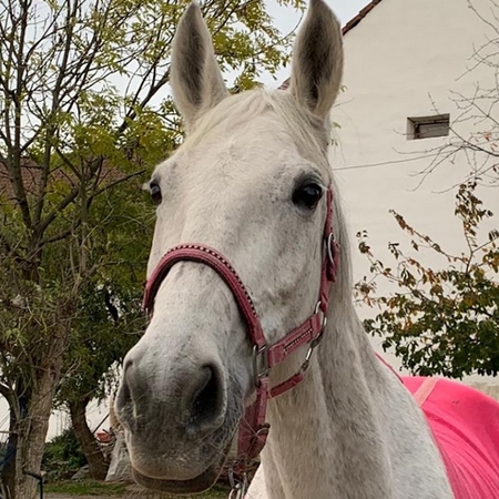 Dárky pro klisničku Lady Jessy