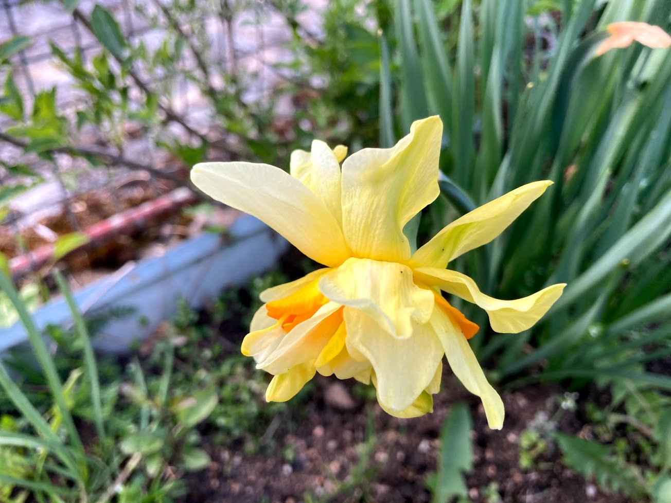 jaro_027